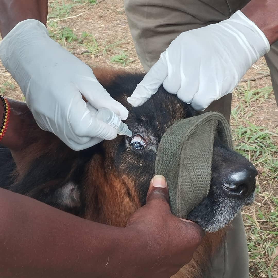 Wildlife & Animal Care