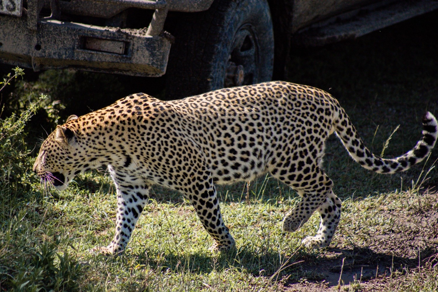 Tarangire National Park: Day Excursion